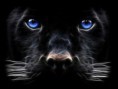 /album/hayvanlar-alemi/www-wallpapersharing-com-backgrounds-windows-7-black-panther-2c-big-cat-jpg/